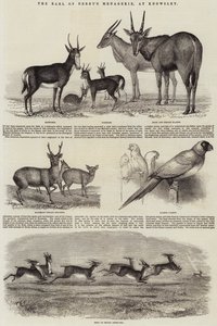 The Earl of Derby